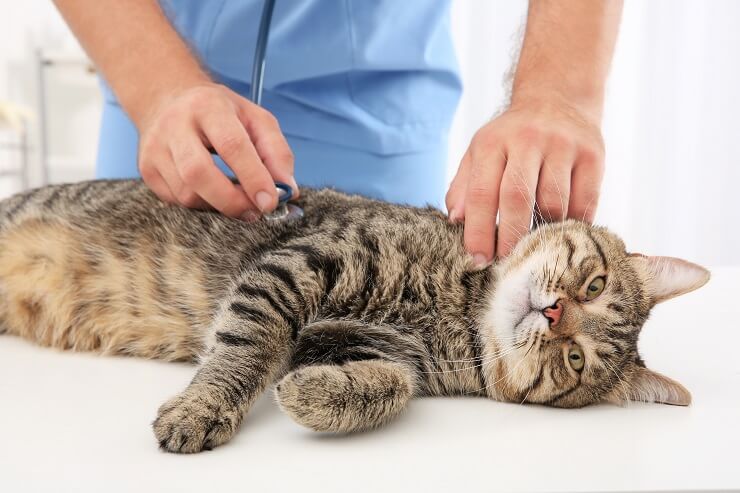 vet examining a tabby cat