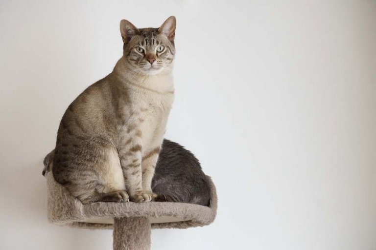 Australian Mist Cat Breed: Size, Appearance & Personality