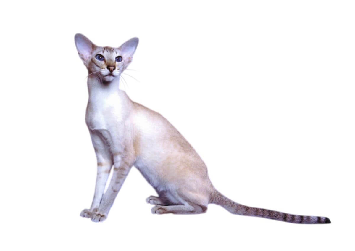 Colorpoint Shorthair