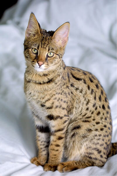 About the Savannah Cat