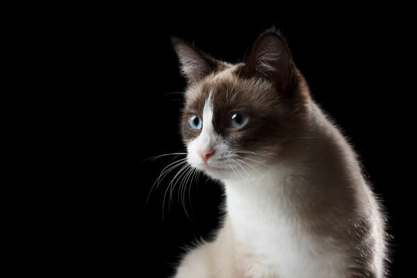 About the Snowshoe Cat