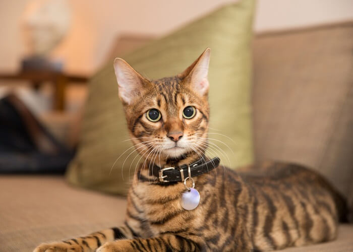 Toyger Cat: The Beautiful Domestic Tiger Cat Breed