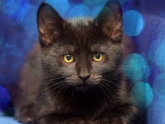 Adorable black European Shorthair kitten with captivating charm