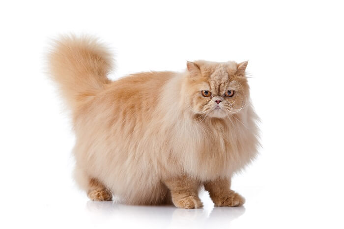 A joyful Persian cat with a delightful expression, radiating happiness and charm.