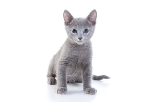 About the Russian Blue Cat