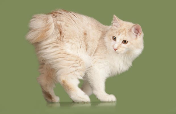 About the Kurilian Bobtail Cat