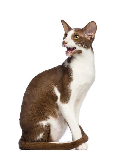About the Oriental Bicolor Cat