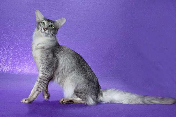 Oriental Longhair Cat Care