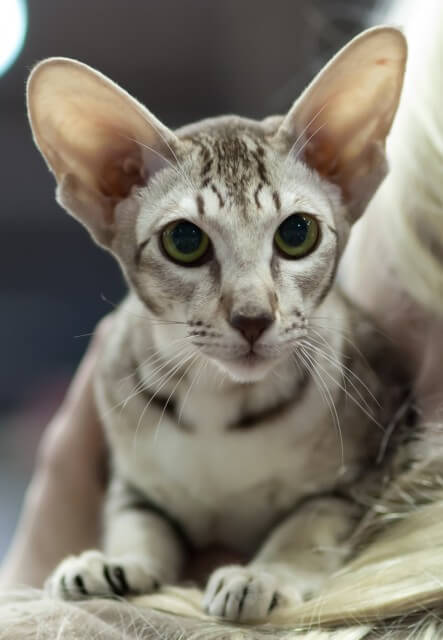 About the Oriental Shorthair Cat
