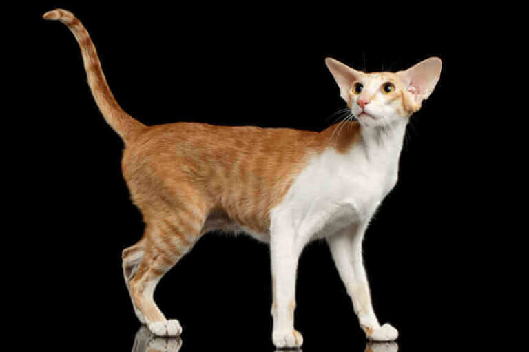 Oriental Shorthair Cat Care