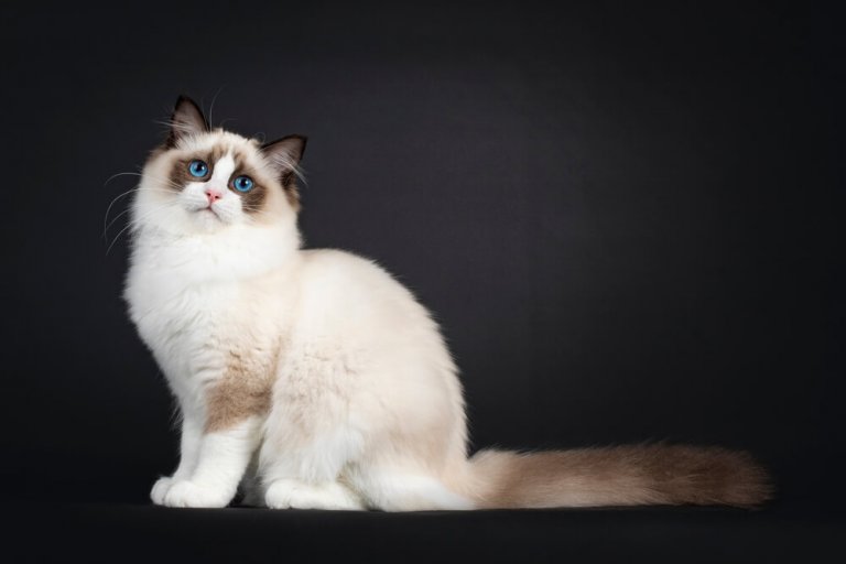 Ragdoll Cat Breed: Size, Appearance & Personality