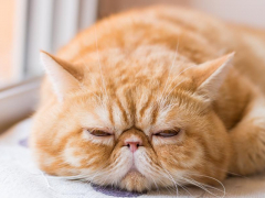 Image of an Exotic Shorthair cat, known for its adorable flat face and short, plush coat, sitting comfortably and showcasing its charming appearance.