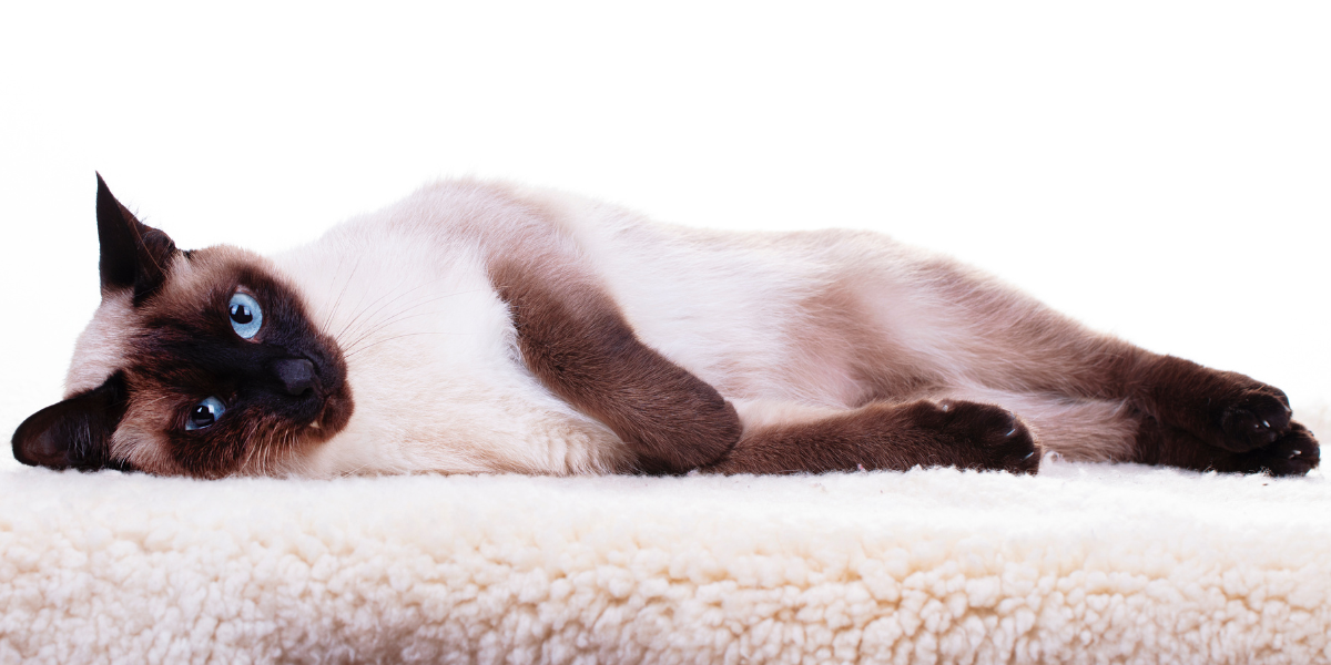 Siamese Cat Breed: Size, Appearance & Personality