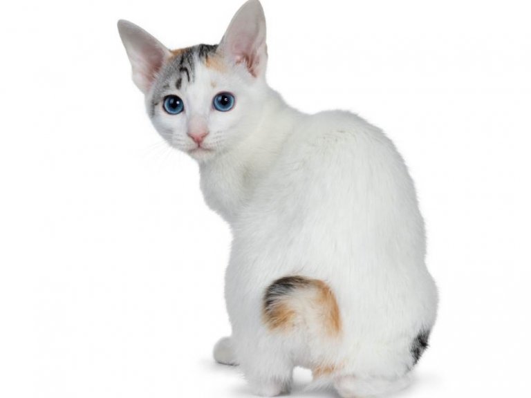 Japanese Bobtail Cat History