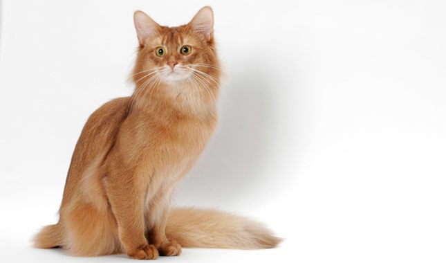 cream somali cat