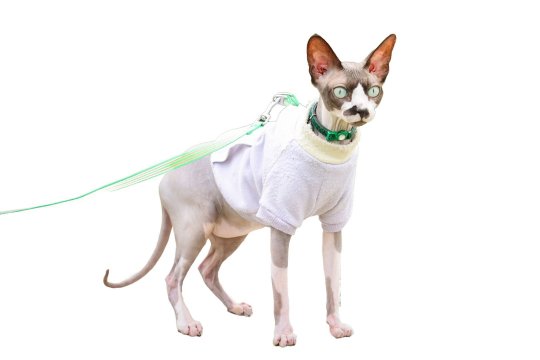 Sphynx