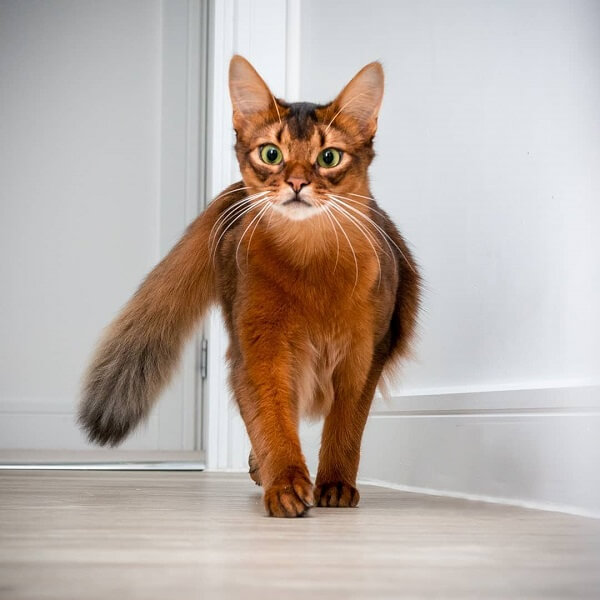 About the Somali Cat