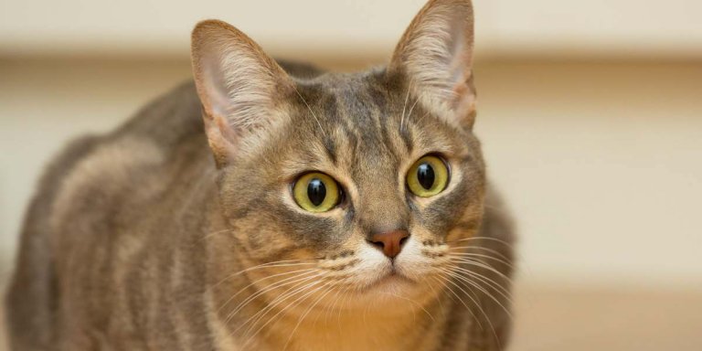 The Top 10 Cutest Cat Breeds in the World 