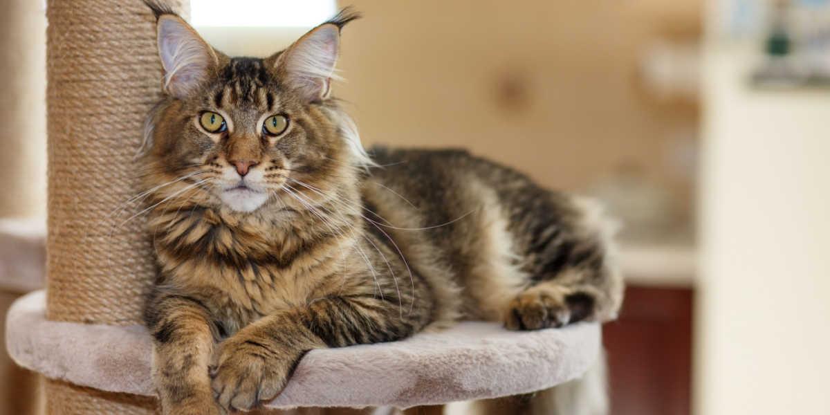 Maine Coon Cat Breed Size, Appearance & Personality