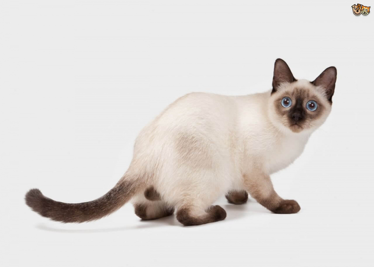 About the Thai / Old Style Siamese Cat