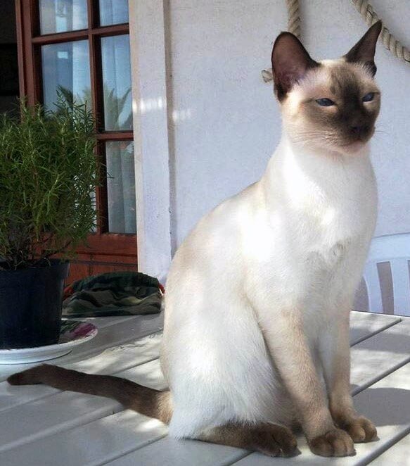 Thai / Old Style Siamese Cat History