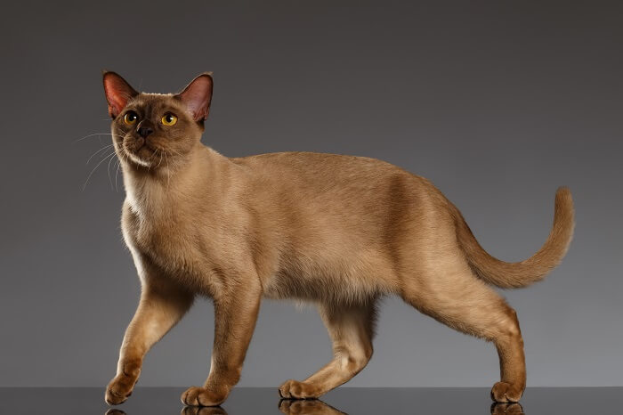 About the Burmese Cat