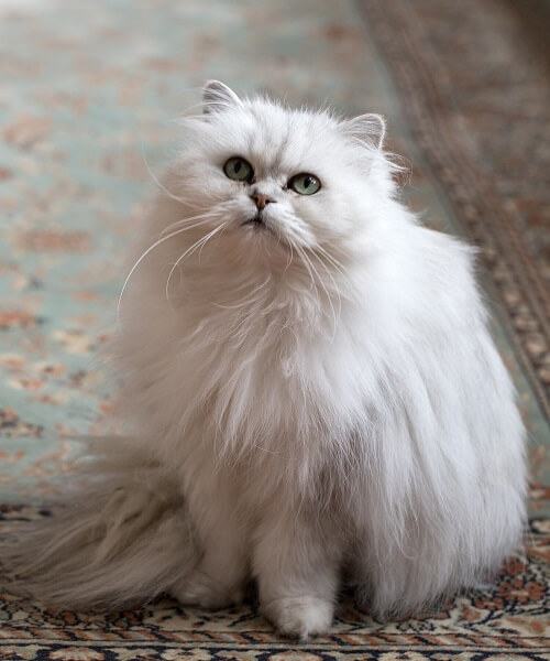 Chantilly / Tiffany Cat Breed: Size, Appearance & Personality