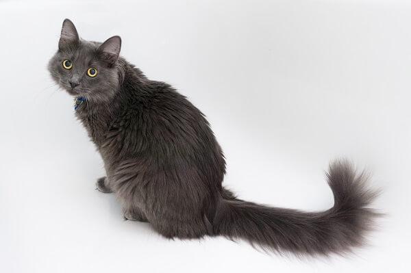 About the Nebelung Cat