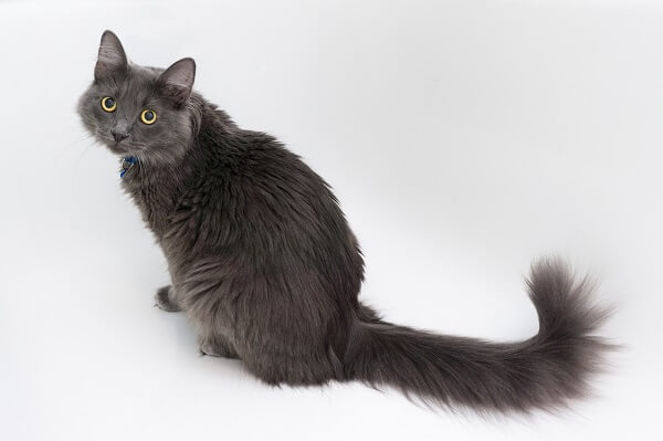 Nebelung Cat Breed Size Appearance Personality