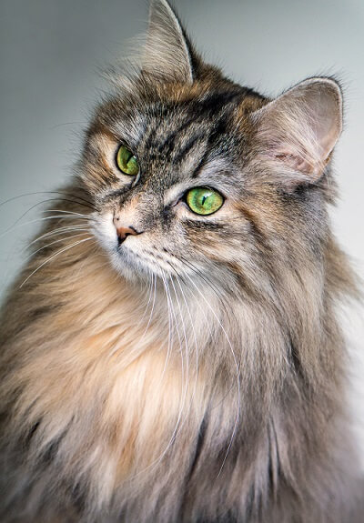 norwegian longhair cat