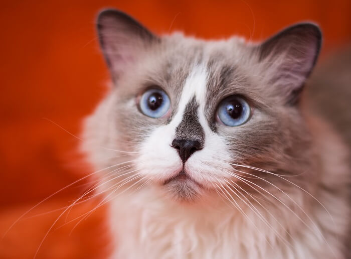 About the Ragdoll Cat
