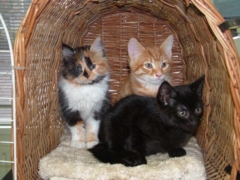 three kittens