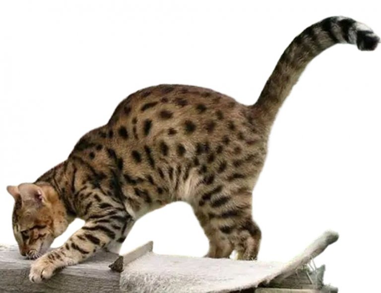 Ussuri