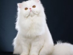 White Persian cat, showcasing the regal and luxurious appearance of this breed.