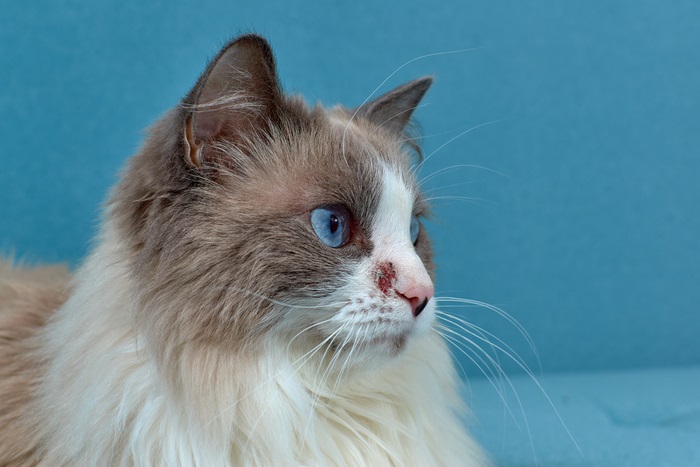 Treatment of Allergies in Cats