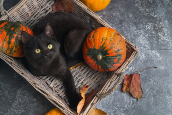 Stunning Is Pumpkin Good For Cats Health image