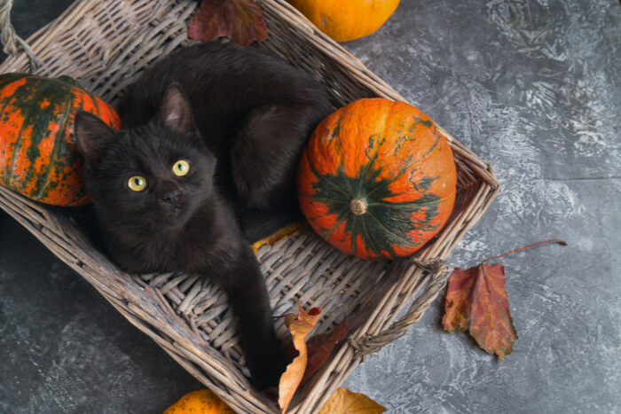 An illustrative image highlighting the benefits of pumpkin for cats.