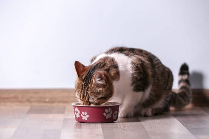 Cat eating homemade raw cat food