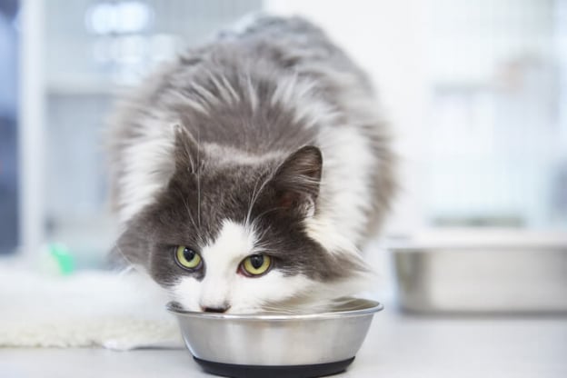 Cat food that 2025 helps with stinky poop