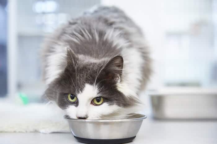 Best Dry & Wet Cat Food for Smelly Poop 2023 