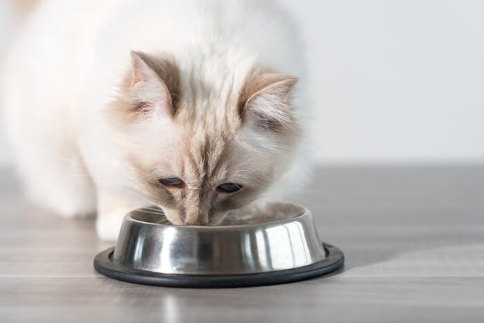 Lo negativo de comer calabaza para gatos