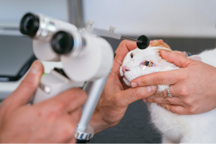 Detecting cataracts in cats