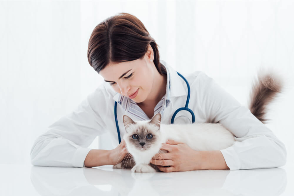 white cat and veterinarian