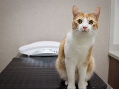 GoodVets Cat At Vet
