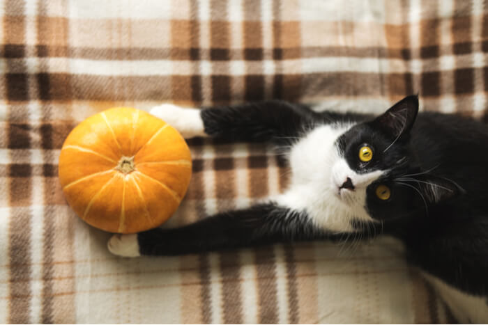 An informative image addressing the topic of whether pumpkin is good for cats.