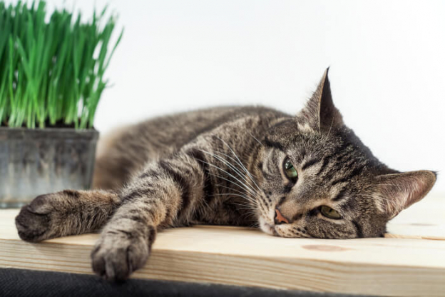 Image showcasing Lymphoma in Cats: Symptoms, Diagnosis & Treatment - Cats.com