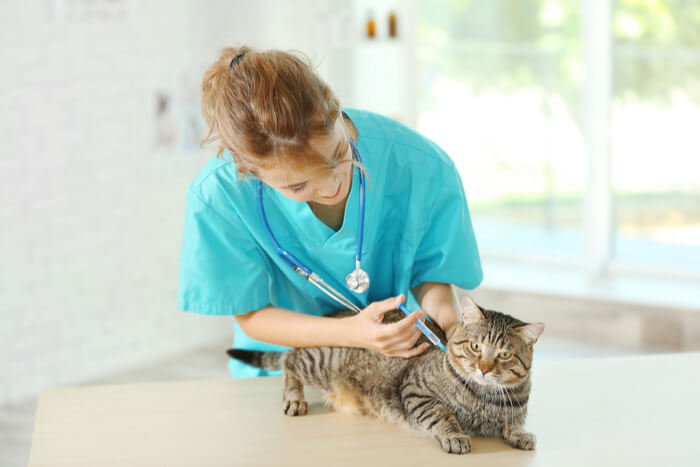 Diagnosis of Lymphoma in Cats