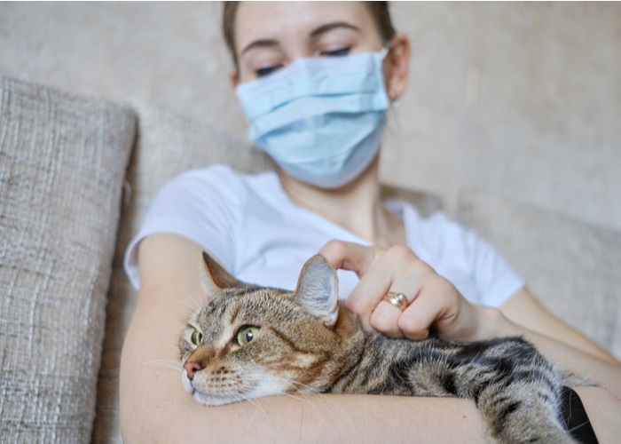 Treatment of Feline Lymphoma