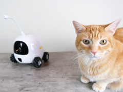 Cat with Rocki Robot Companion