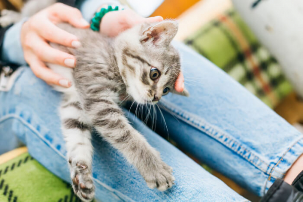 Cat Vomiting Blood: Causes & Treatment - Cats.com - Leukemia And Vomiting Blood In Cats With Gastritis